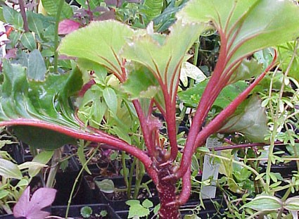 B. ‘Hocking Flourish’